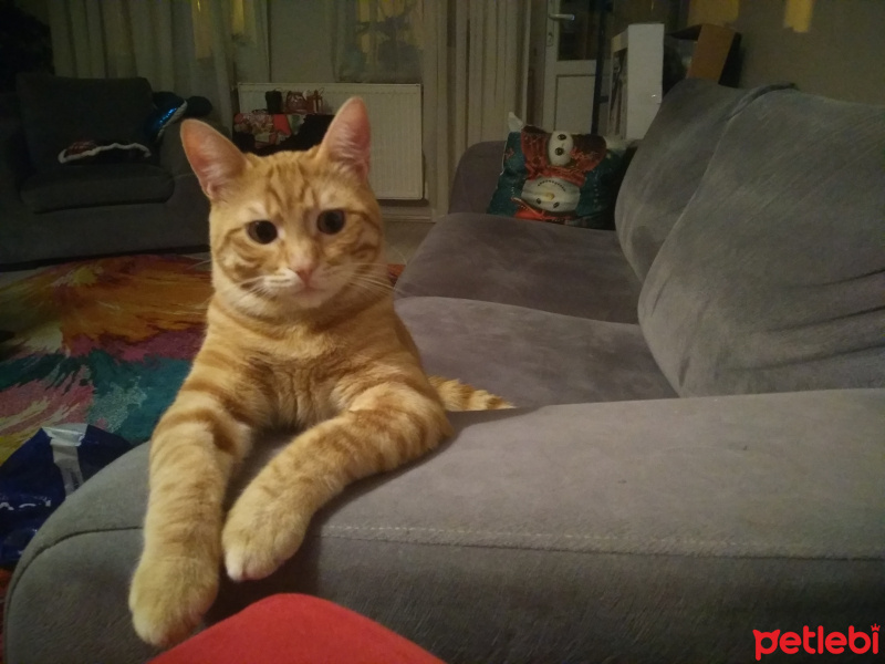 Tekir Kedi, Kedi  Bal fotoğrafı