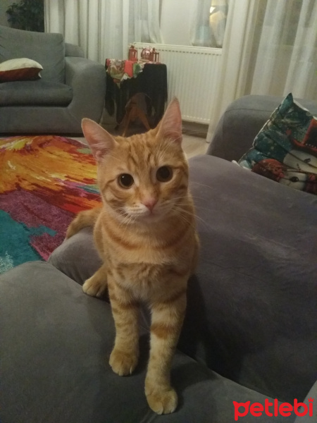 Tekir Kedi, Kedi  Bal fotoğrafı