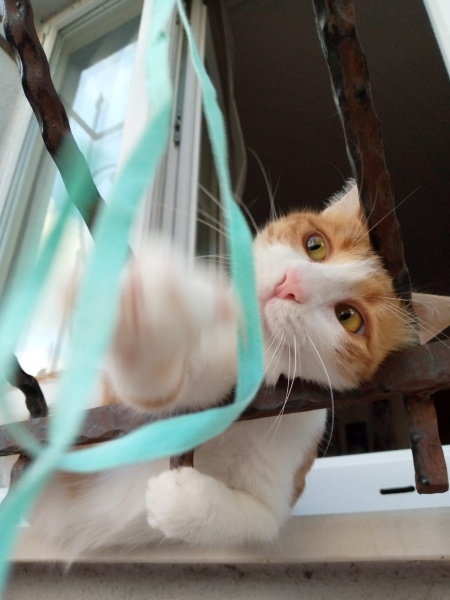 Tekir Kedi, Kedi  EDİ fotoğrafı
