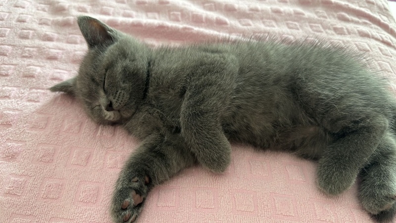 British Shorthair, Kedi  Saşha fotoğrafı