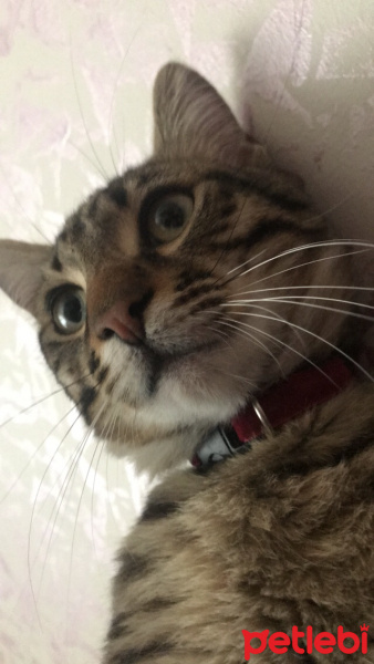 Tekir Kedi, Kedi  LUİ  fotoğrafı