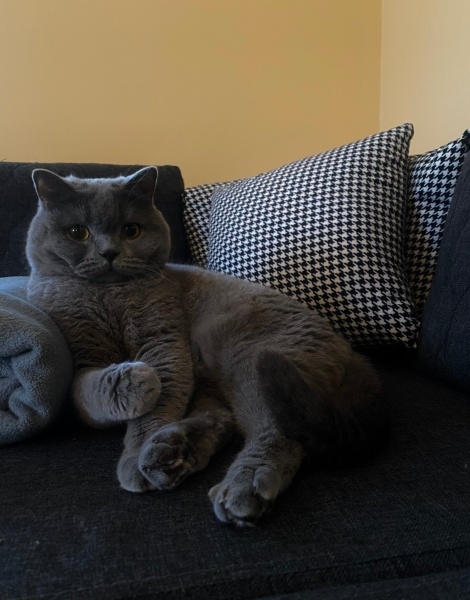 British Shorthair, Kedi  Hulusi fotoğrafı