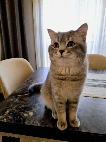 British Longhair, Kedi  Arer fotoğrafı