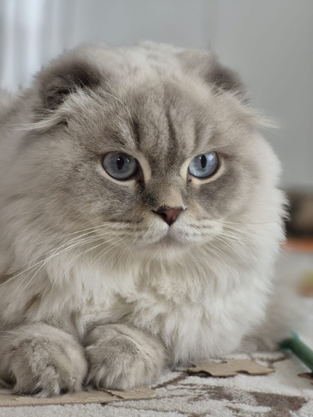 Scottish Fold, Kedi  Aybek fotoğrafı