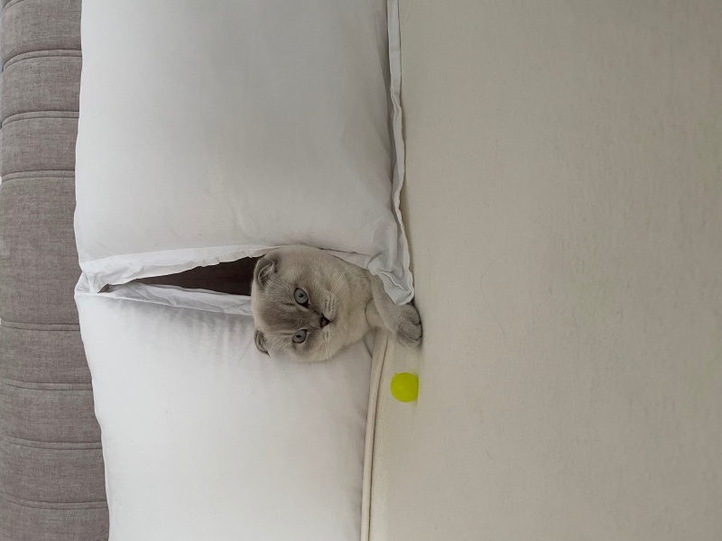 Scottish Fold, Kedi  Tarçın fotoğrafı