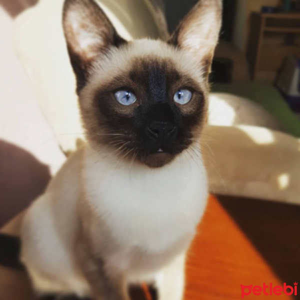 Siyam Kedisi, Kedi  mişa fotoğrafı