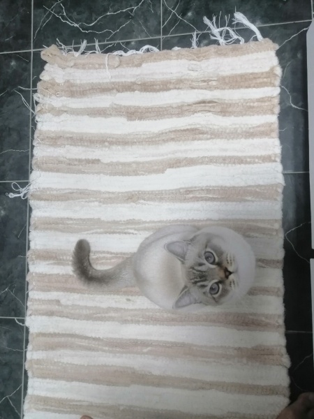 British Shorthair, Kedi  Paşa fotoğrafı