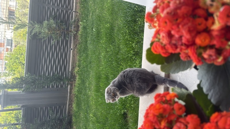 Scottish Fold, Kedi  Luna fotoğrafı
