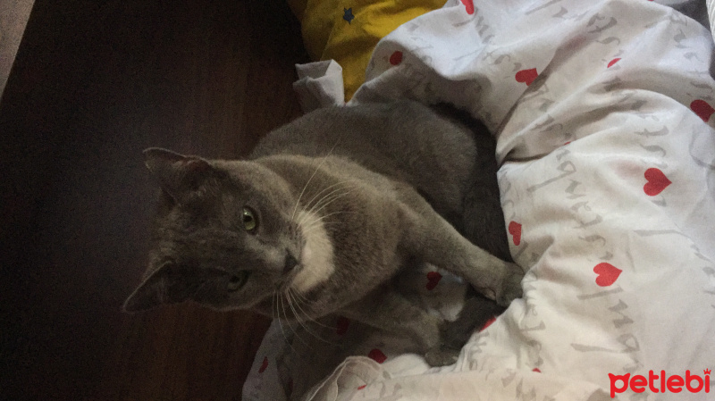 Mavi Rus, Kedi  adını sen koy fotoğrafı