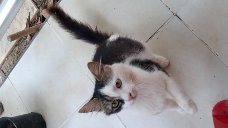 Tekir Kedi, Kedi  Narin fotoğrafı