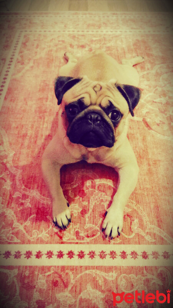 Pug, Köpek  Çaki fotoğrafı