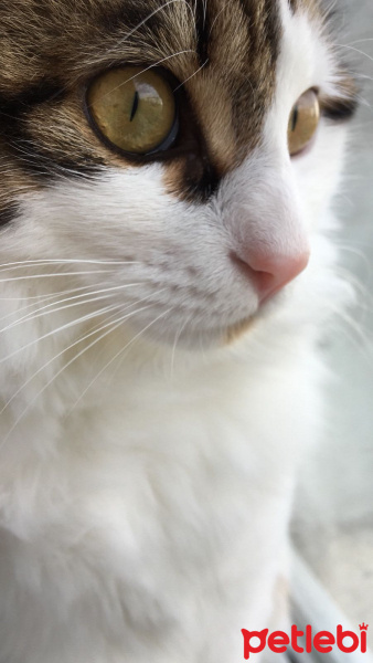 Tekir Kedi, Kedi  Tarçın fotoğrafı