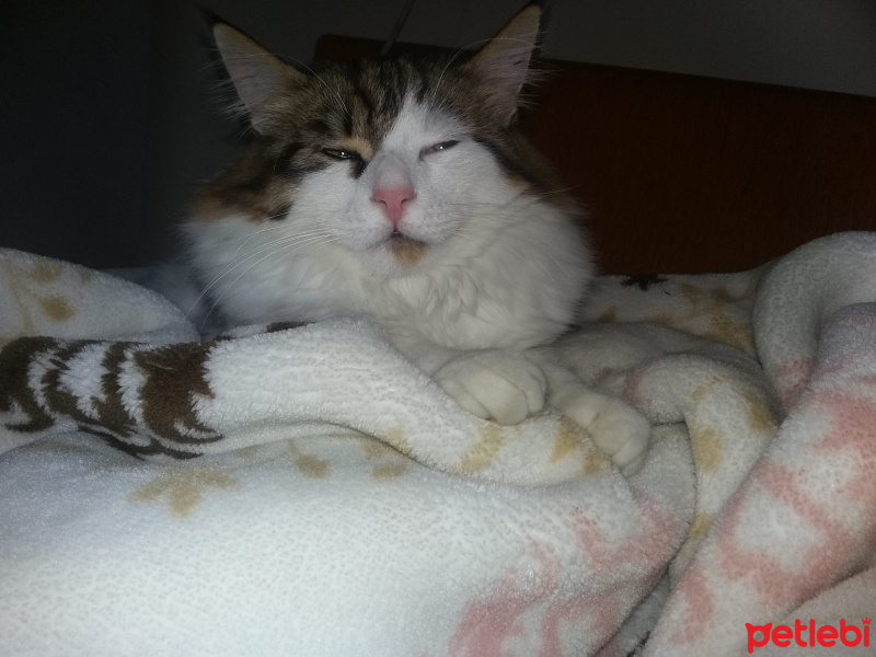 Tekir Kedi, Kedi  Tarçın fotoğrafı