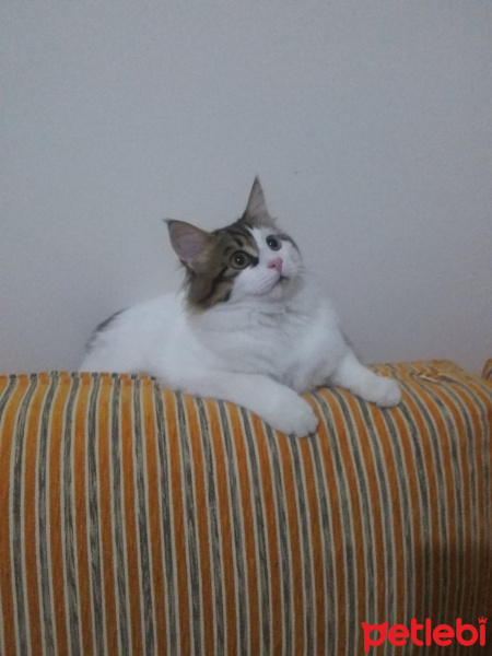 Tekir Kedi, Kedi  Tarçın fotoğrafı