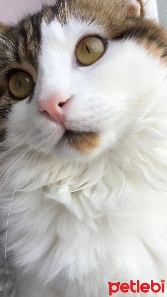 Tekir Kedi, Kedi  Tarçın fotoğrafı