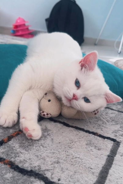 British Shorthair, Kedi  Mia fotoğrafı