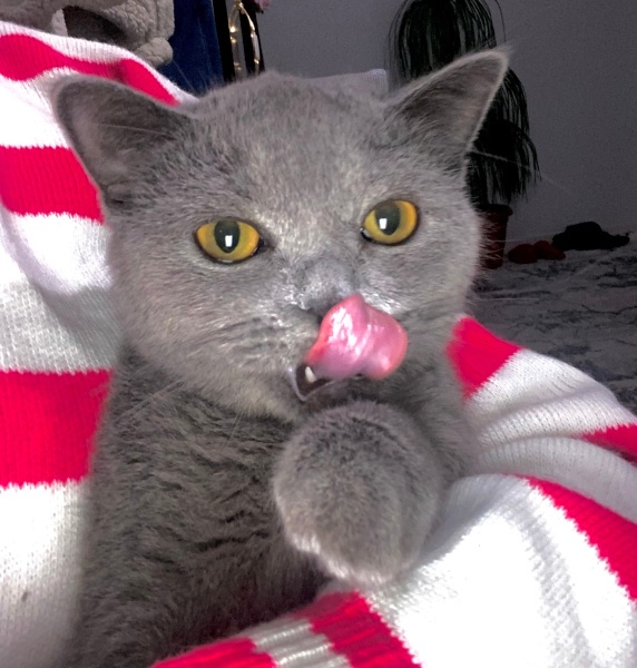 British Shorthair, Kedi  Linda fotoğrafı