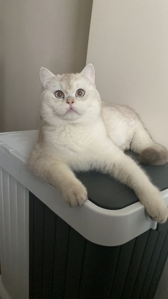British Shorthair, Kedi  Sütlaç fotoğrafı