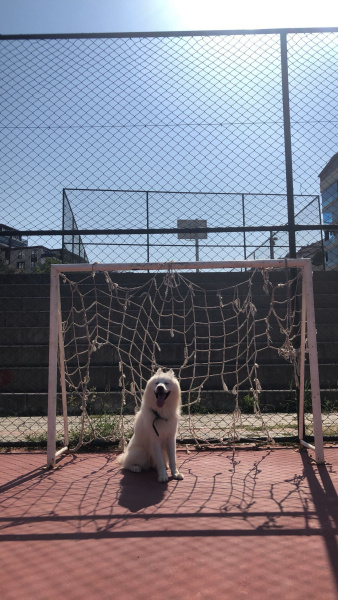 Samoyed, Köpek  Aşk fotoğrafı