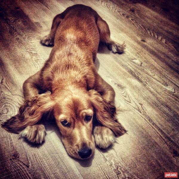 İngiliz Cocker Spaniel, Köpek  Mişa fotoğrafı