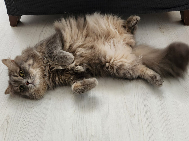 British Longhair, Kedi  Börü fotoğrafı