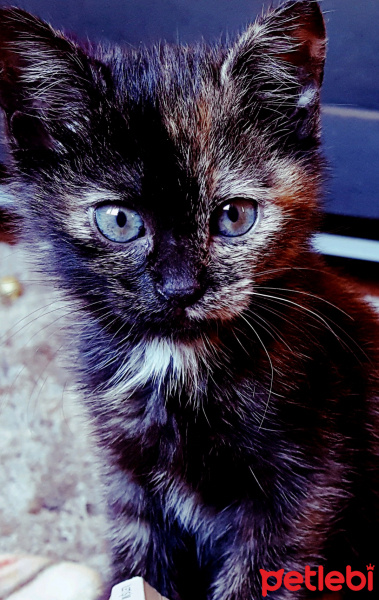 Tekir Kedi, Kedi  Arya fotoğrafı