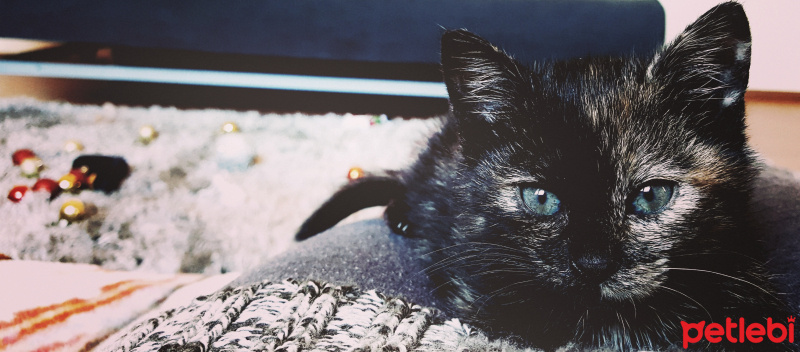 Tekir Kedi, Kedi  Arya fotoğrafı