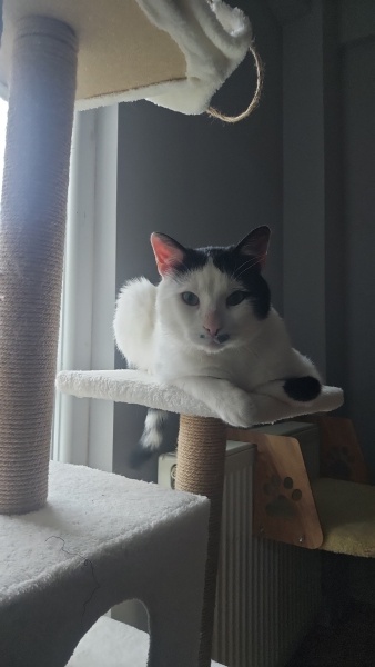 Tekir Kedi, Kedi  LUCİ fotoğrafı