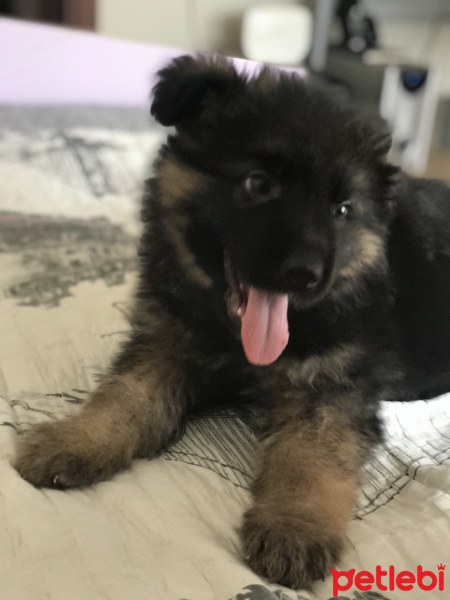 Alman Çoban Köpeği, Köpek  Hector fotoğrafı