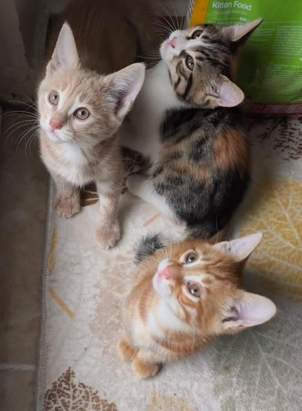 Tekir Kedi, Kedi  KARAMEL, LATTE VE BAL fotoğrafı