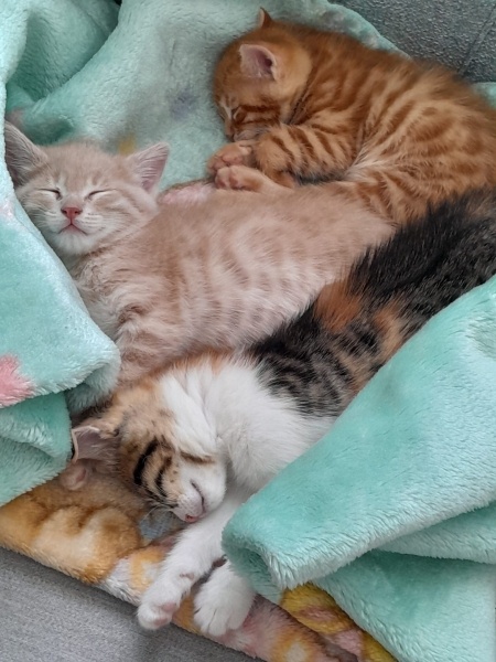 Tekir Kedi, Kedi  KARAMEL, LATTE VE BAL fotoğrafı