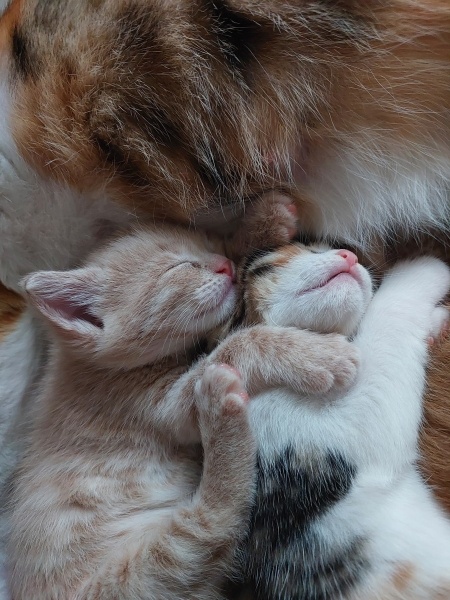Tekir Kedi, Kedi  KARAMEL, LATTE VE BAL fotoğrafı