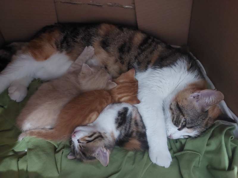 Tekir Kedi, Kedi  KARAMEL, LATTE VE BAL fotoğrafı