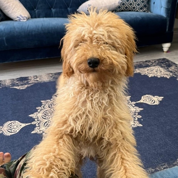 Poodle (Minyatür Kaniş), Köpek  Portakal fotoğrafı