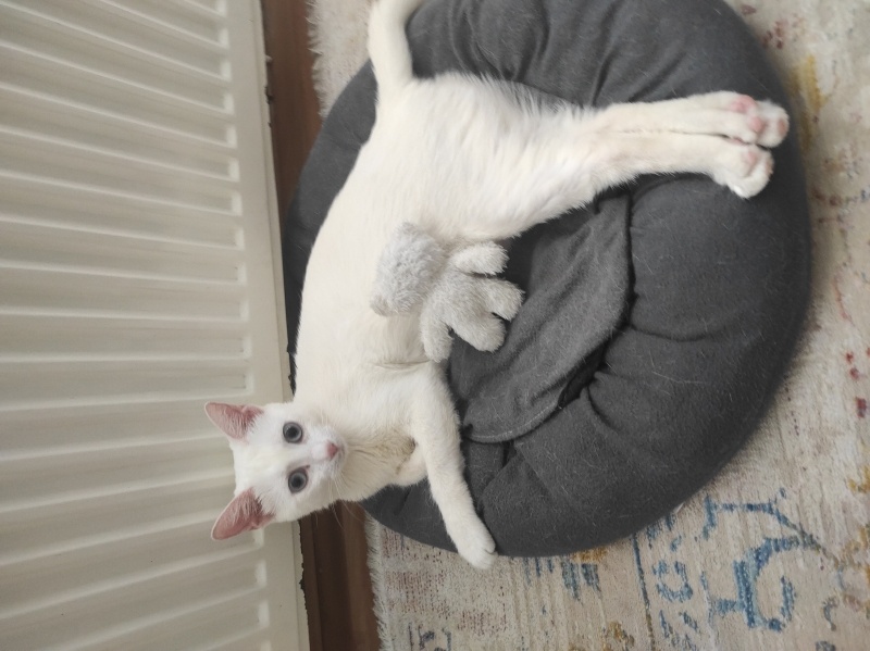 Van Kedisi, Kedi  Lunok fotoğrafı