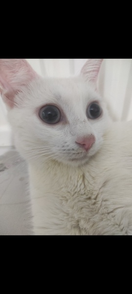 Van Kedisi, Kedi  Lunok fotoğrafı