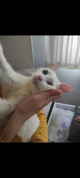 Van Kedisi, Kedi  Lunok fotoğrafı