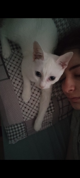 Van Kedisi, Kedi  Lunok fotoğrafı