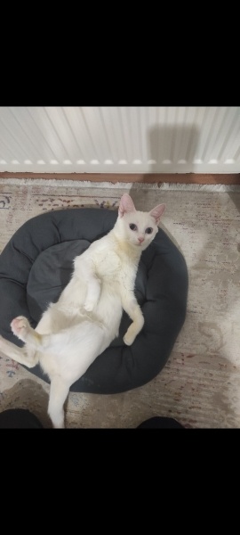Van Kedisi, Kedi  Lunok fotoğrafı