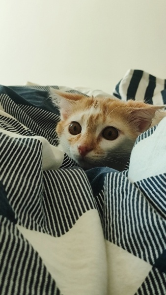 Sarman, Kedi  Merlin fotoğrafı