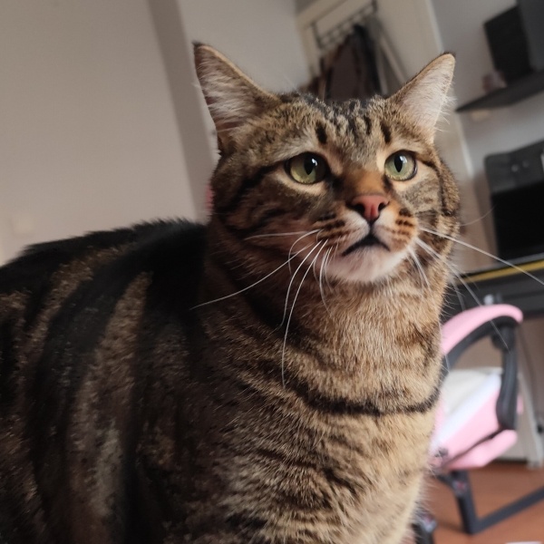 Tekir Kedi, Kedi  Mars fotoğrafı