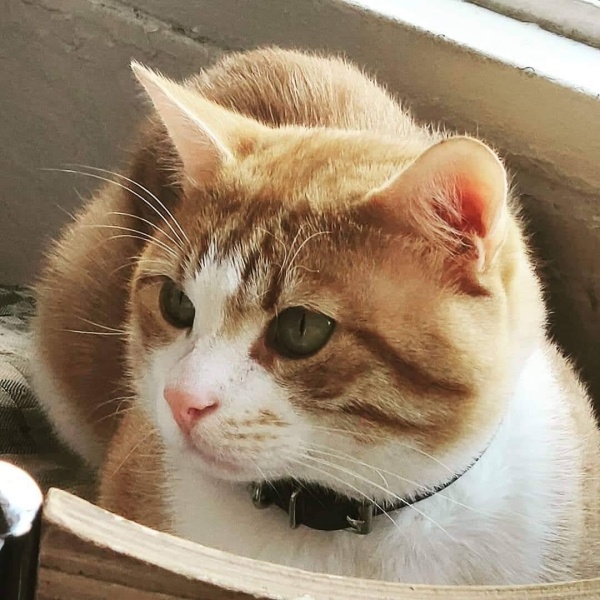 Sarman, Kedi  Cesur fotoğrafı
