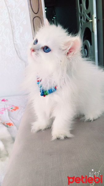 Scottish Fold, Kedi  Pamuk fotoğrafı