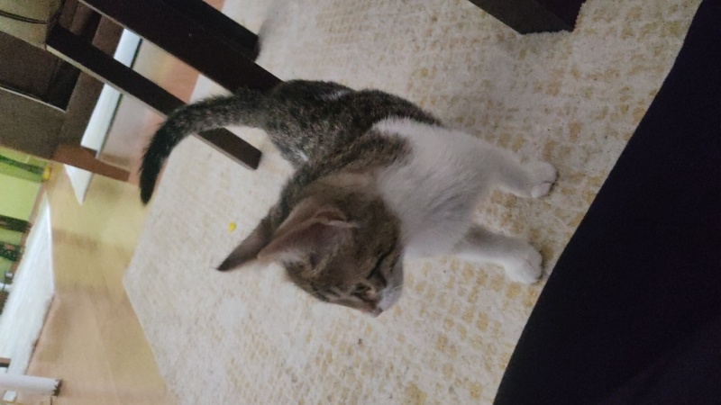 Tekir Kedi, Kedi  Afacan fotoğrafı