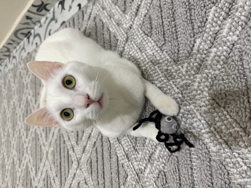 Van Kedisi, Kedi  Suphi fotoğrafı