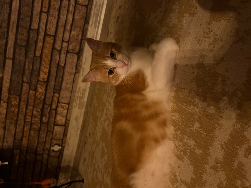 Sarman, Kedi  Çiko fotoğrafı