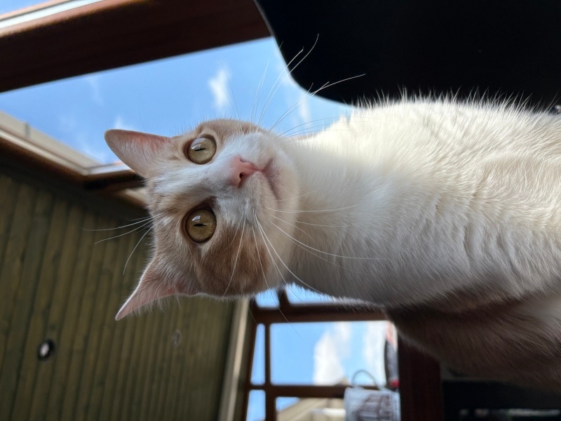 Sarman, Kedi  Çiko fotoğrafı