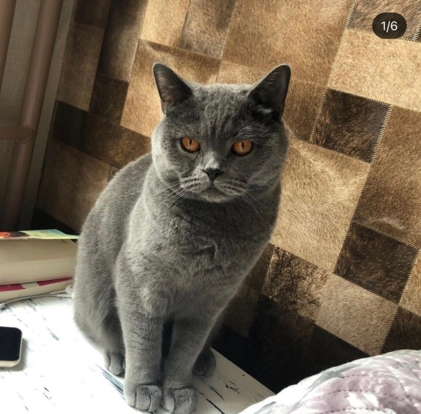 British Shorthair, Kedi  Miu fotoğrafı