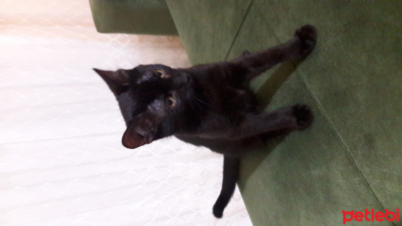 Bombay, Kedi  kömür fotoğrafı