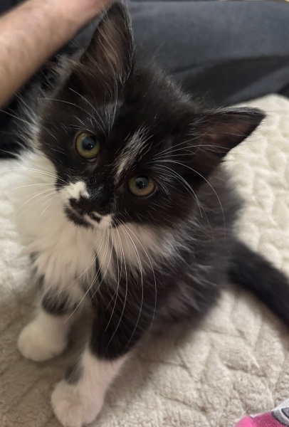Tuxedo (Smokin) Kedi, Kedi  Leydi fotoğrafı